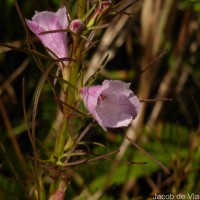 Parasopubia delphiniifolia (L.) H.-P.Hofm. & Eb.Fisch.